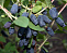 Жимолость Голубое веретено С2