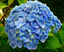 Гортензия макрофила Никко Блю (Hydrangea macrophylla Nikko Blue) Р9 