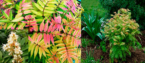 Рябинник рябинолистный (Sorbaria sorbifolia) 20 см, 