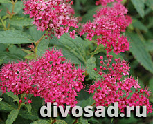 Спирея японская Неон Флеш (Spiraea japonica Neon Flash) р9 П