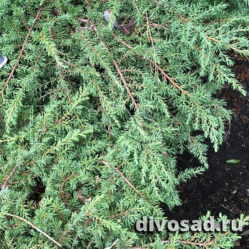 Можжевельник обыкновенный Грин Карпет (Juniperus comm. Green Carpet) 20-40 см. C2