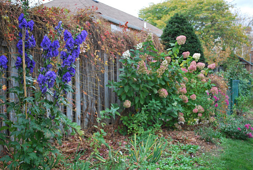 Аконит Генри Спаркс Вэрайети (Aconitum Henryi Spark’s Variety)