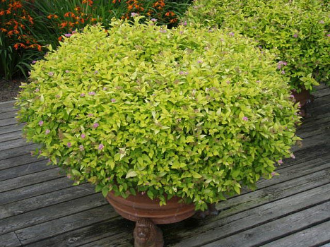 Спирея японская Голден Принцесс (Spiraea japonica Golden Princess) С3