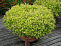 Спирея японская Голден Принцесс (Spiraea japonica Golden Princess) С3