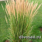 Вейник остроцветковый Карл Фостер (Calamagrostis x acutiflora Karl Foerster) С1,5