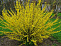 Форзиция промежуточная "Миниголд" (Forsythia intermedia  'Minigold') 15-20 С2