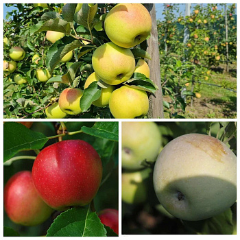 Яблоня 3х сортовая (Кариот7 (Apple Kariot 7) Орион (Orion) Викор (Vikor)