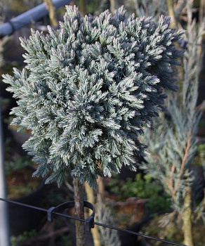 Можжевельник чешуйчатый Блю Стар (Juniperus squamata Blue Star) C26 Штамб 