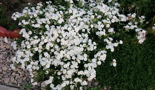Флокс шиловидный Майшнее (Phlox subulata Maischnee) р9