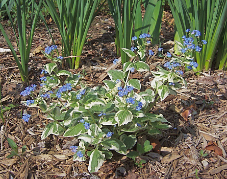 Бруннера крупнолистная Вариегата (Brunnera macrophylla Variegata) Р9