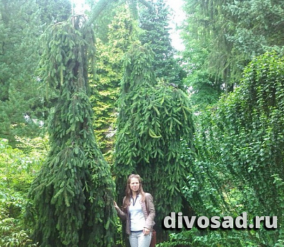 Ель обыкновенная Инверса (Picea abies Inversa) С7,5  50-60см
