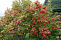 Калина обыкновенная (Viburnum opulus) 20-40 см А
