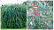 Ива пурпурная плакучая (Salix purpurea Pendula) 40-60 А