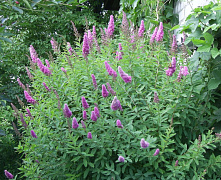 Спирея Дугласа (Spiraea douglasii) 40-60 см 2/3 вет. А