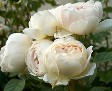 Роза английская Клэр Остин (Rosa Claire Austin)