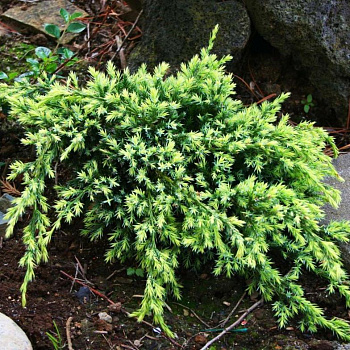Можжевельник чешуйчатый Холгер (Juniperus squamata Holger) 40-50 см. С5