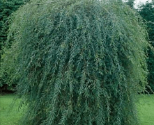 Ива пурпурная плакучая (Salix purpurea Pendula) С5 штамб 140см