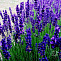 Лаванда узколистная Хидкот (Lavandula angustifolia Hidcote Blue Strain) Р9 П