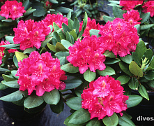 Рододендрон Американ Бьюти (Rhododendron American Beauty pink) C10 40-50 см