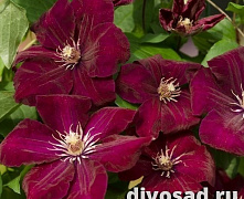 Клематис Руж Кардинал (Clematis Rouge Cardinal) С2
