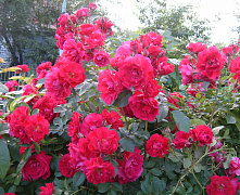 Роза канадская парковая Аделаида Худлесс (Adelaide Hoodless)