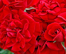Роза плетистая Амадеус (Аmadeus)