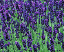 Лаванда узколистная Хидкот (Lavandula angustifolia Hidcote) С10