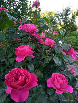 Роза английская Кейт (Kate)