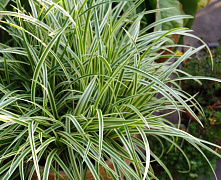 Осока Морроу (Carex morrowii Variegata) р9