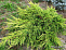 Можжевельник средний Голд Киссен (Juniperus media Gold Kissen) P10.5 10-15 см