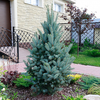 Ель колючая Фастигиата (Picea pungens Iseli Fastigiata) С2 30-40 см К