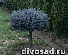Ель колючая Глаука Глобоза (Picea pungens Glauca Globosa) C35 40-50см, Штамб 80см