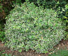Бересклет Форчуна Эмералд Гайети (Euonymus fortunei Emerald Gaiety) Р9 