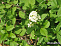 Бирючина овальнолистная (Ligustrum ovalifolium) 60-80 А