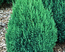 Можжевельник китайский Стрикта (Juniperus chin. Stricta) C5/ С7,5 60-80см