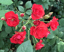 Роза почвопокровная Скарлет (Scarlet)