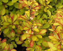 Барбарис Тунберга Диаболикум (Berberis thunbergii Diabolicum) С2 