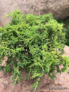 Можжевельник средний Пфитцериана Голд Стар (Juniperus pfitzeriana. Gold Star) с2 20-30см