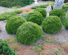 Туя западная Даника (Thuja occ. Danica) C35, 60-70 см.