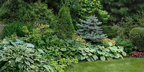 Хоста Блю Маус Иэрз ( Hosta Blue Mouse Ears)(S)