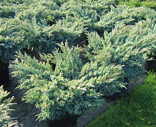 Можжевельник чешуйчатый Блю Карпет (Juniperus squamata Blue Carpet) C3.5 40-50 cm.