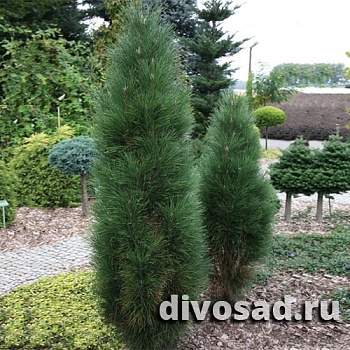 Сосна черная Грин Тауэр (Pinus nigra Green Tower) С15 40-60 см