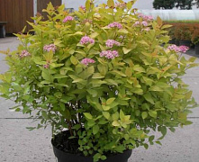 Спирея японская Голден Принцесс (Spiraea japonica Golden Princess) Р9 П