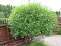 Ива ломкая, или ракита (Salix fragilis)60-90см 