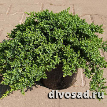 Можжевельник лежачий Нана (Juniperus procumbens Nana) P9 10-15 см