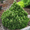 Сосна Гельдрейха / белокорая Малинки (Pinus heldreichii / leucodermis Malinki) 30-40см, С5