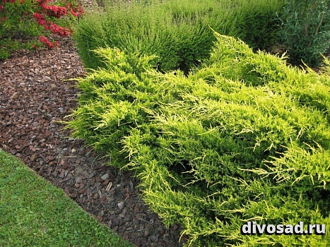 Можжевельник средний Пфитцериана Олд Голд (Juniperus pfitzeriana Old Gold) C5 30-40 см.